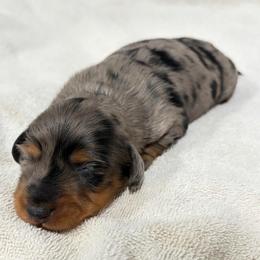 Pudge - Dapple male Dachshund puppy in Jamestown, California from Triple L Dachshunds