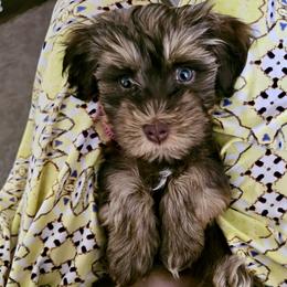 Havanese Puppies from Heavenly Havanese of Florida