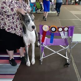 Geillis - Great Dane