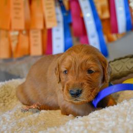 Golden Retriever Puppies from Red Prairie Retrievers