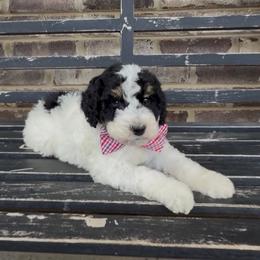 Steve - Tri-color male Bernedoodle puppy in Cartersville, Georgia from Simply Blessed Doodles