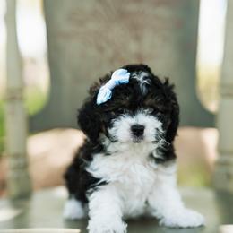 Cavapoo Puppies from Ibby Dibby doodles