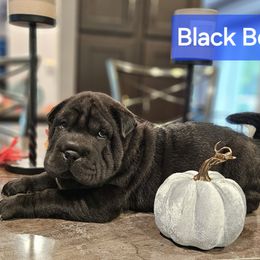 Black Boy - Chinese Shar-Pei puppy from CNY Shar Peis