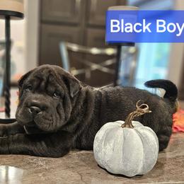 Black Boy - Chinese Shar-Pei puppy from CNY Shar Peis