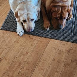 Labrador Retriever Puppies from Heartfelt Love Labradors