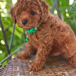 Green boy - Red  male Poodle puppy in Saginaw, Texas from Pawcious Poodles