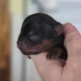 Boy 1 - Black and tan male Yorkshire Terrier puppy in Craig, Colorado from Yampa Valley Yorkies