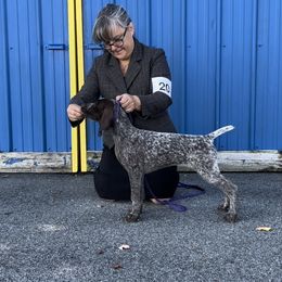 German Shorthaired Pointer Puppies from Inspire German Shorthaired Pointers