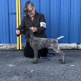 German Shorthaired Pointer Puppies from Inspire German Shorthaired Pointers