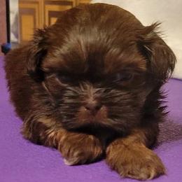 Phillipe - Red male Shih Tzu puppy in Parma, Ohio from D's DeVine Shih-Tzu