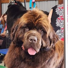 Freyja - Newfoundland