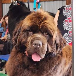 Freyja - Newfoundland