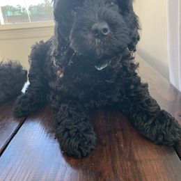 Sheepadoodle Puppies from Riley Grace Puppies