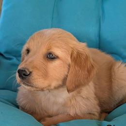 Boy 4 - Dark golden male Golden Retriever puppy in Parker, Colorado from Legacy Ranch Golden Retrievers