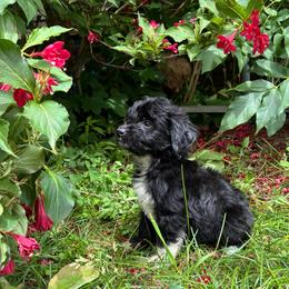 Groot - Black and white male Xoloitzcuintli puppy in Manitowoc, Wisconsin from Wonderland Kennel