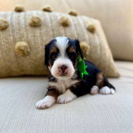 Lady - Tri-color female Bernedoodle puppy in Murray, Utah from Sun Valley Doodles