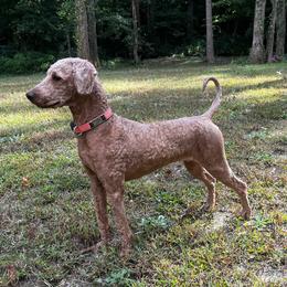 Betsy - Goldendoodle