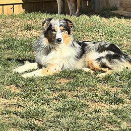 Australian Shepherd Puppies from A Beautiful Soul Aussies