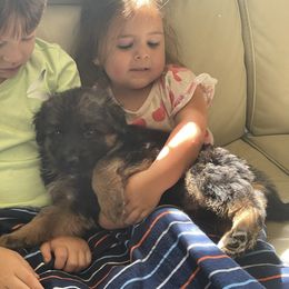 Yellow Girl - Black and red female German Shepherd puppy in Gunter, Texas from Gunter Gables German Shepherds