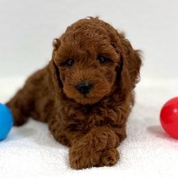 Green collar - Red  male Goldendoodle puppy in Monrovia, California from Fancy Paws Inc