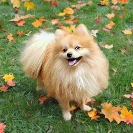 Shadow - Pomeranian