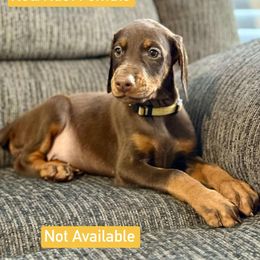 Girl 2 - Red and rust female Doberman Pinscher puppy in Lake City, Florida from Paintedcrazy Doberman Pinchers