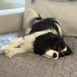 Girl 2 - Blenheim female Cavalier King Charles Spaniel puppy in Washington, North Carolina from Farmhouse Cavaliers NC
