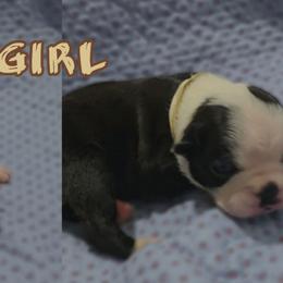 Tan - Black and white female Boston Terrier puppy in Clinton Township, Michigan from Greenberg's Boston Terriers & Bullies of Metro Detroit