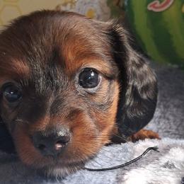 Dachshunds from RnS pups (Ens pups)