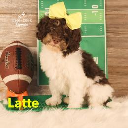 Latte - Brown and white female Bernedoodle puppy in Heyworth, Illinois from Cobble Creek Puppies
