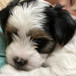 Biewer Terriers from Kirsten's Biewer Terriers
