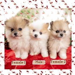 Pomeranian puppies from Danyells Designer Poms