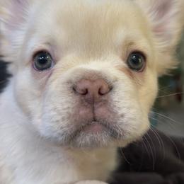 Fluffy Cream - Fawn and white male French Bulldog puppy in Jordan Valley, Oregon from Floating Feather Frenchies