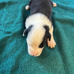 Jewel - Black & white female Australian Shepherd puppy in Baker, Florida from Dubose Kennels