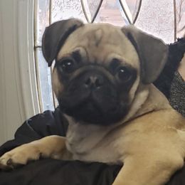Companion Crosses and Pugs from Farmhouse Frenchies