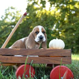 Basset Hound Puppies from K&B Farms & Bassets