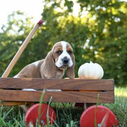 Basset Hound Puppies from K&B Farms & Bassets