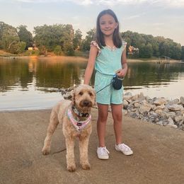 Ginger - Goldendoodle