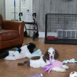 Poodle Puppies from Standard Poodles of Eason Farm