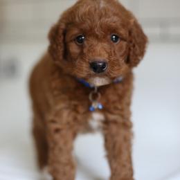 Bluey - Red  male Goldendoodle puppy in Stevens, Pennsylvania from Pebble Paws Lane