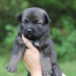 4th choice - Sable male German Shepherd puppy in Lucasville, Ohio from Trusting Hearts Kennel