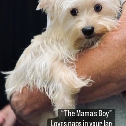 Yorkshire Terrier Puppies from Voss Yorkies