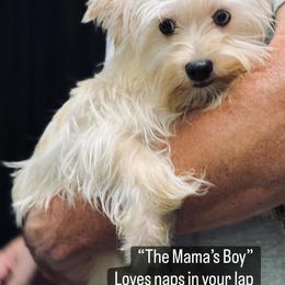 Yorkshire Terrier Puppies from Voss Yorkies