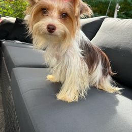 Palmer - Yorkshire Terrier