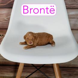 Brontë - Red  female Goldendoodle puppy in Calhoun, Georgia from Happy Top Doodles