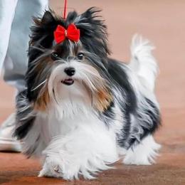 Tori - Biewer Terrier
