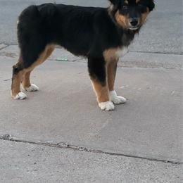 Australian Shepherd puppies from REKN’ Kennel Aussies