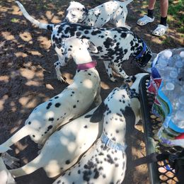 Dalmatian Puppies from America's Dalmatian Friends