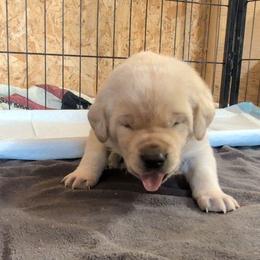 Green - Yellow male Labrador Retriever puppy in Briggsdale, Colorado from LC Hunting Labs, LLC.