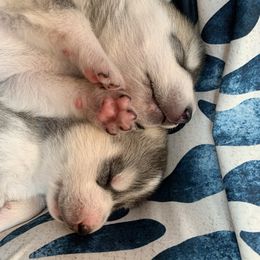 Siberian Husky Puppies from Sassenach Siberians